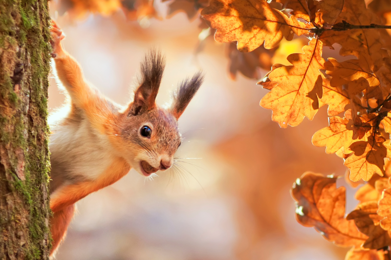 Ich bin gesund, der Herbst kann kommen